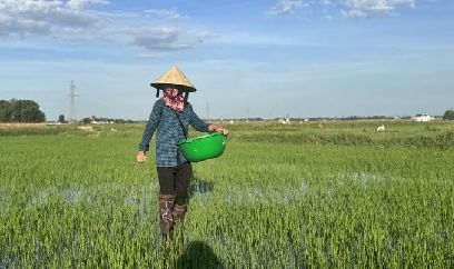Xuống đồng chăm sóc lúa hè thu giữa nắng nóng gay gắt