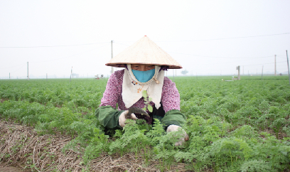 Cà rốt Hải Dương rộng đường xuất ngoại