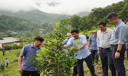 Cây mắc ca và hành trình thử thách trên đất nghèo