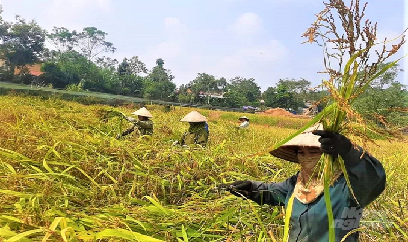 Chọn lọc, phục tráng đặc sản nếp vải Ôn Lương