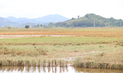Hơn 2.000ha lúa ngập mất trắng, dân nguy cơ thiếu đói