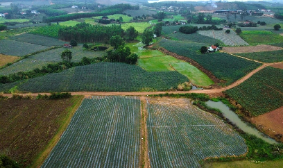 'Vùng đất hứa' của cây dứa