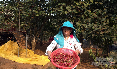 Giá cà phê mít cán mốc 23 nghìn đồng/kg, cao chưa từng thấy