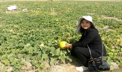 Luân canh màu trên đất lúa, thu nhập tăng gấp đôi