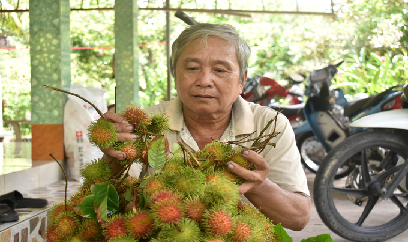 Đà Nẵng: Nông dân 'đứng ngồi' trông chờ vụ hoa Tết Nguyên đán