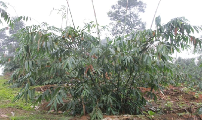 Tấp nập lên đồi trồng tre Bát Độ
