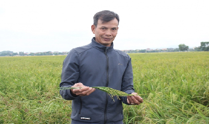 Ai bảo trồng lúa không giàu?