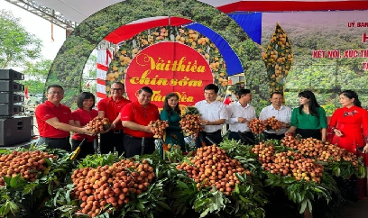 Giá vải thiều cao nhất lịch sử, tỉnh Bắc Giang thu hơn 5,7 nghìn tỷ đồng