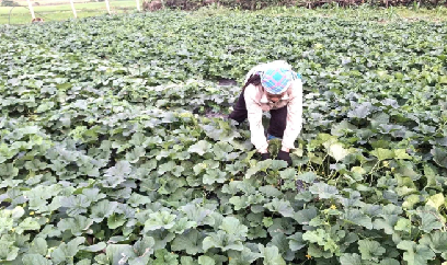 Đổi đời nhờ trồng dưa lê