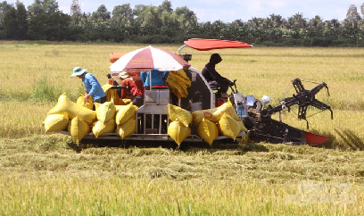 Không nôn nóng xuống giống vụ hè thu