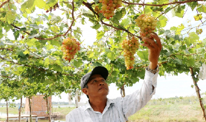 Đồng Tháp trồng được giống nho trĩu quả hút khách du lịch vùng biên