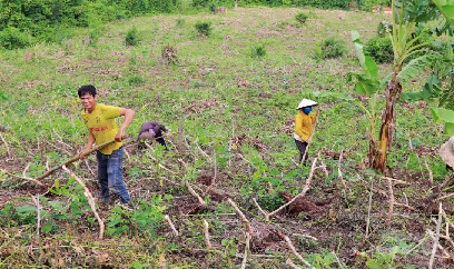 Cấp tập thu hoạch sắn chạy bão