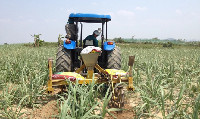 Người trồng mía Gia Lai phấn khởi trước vụ ép 2022 - 2023