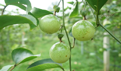 Chanh leo mở triển vọng cho nông nghiệp Đầm Hà