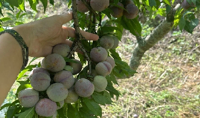 Bắc Hà ngọt ngào, mê hoặc mùa trái chín