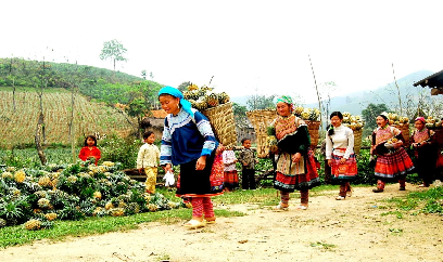 Giá dứa cao, đồng bào phấn khởi