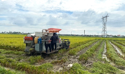 Lúa bội thu, lạc thắng lớn