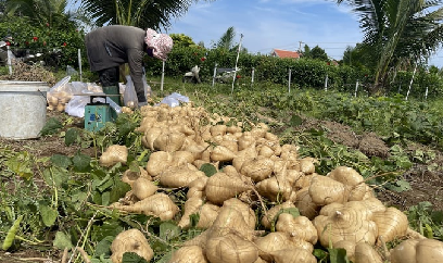 Củ đậu rớt giá thảm, nông dân nhổ cho bò ăn