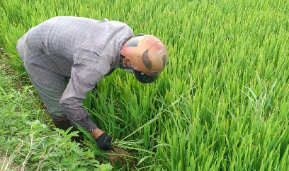 Sản xuất, lưu thông nông sản, vật tư đã thông suốt