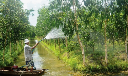 Sản xuất trồng trọt phía Nam chủ động ứng phó El Niño