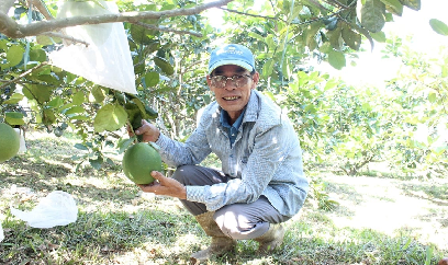 Vùng chuyên canh bưởi da xanh dưới chân núi Bà Nà