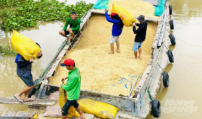 Liên kết yếu, doanh nghiệp vẫn phải mua lúa gạo qua 'cò'