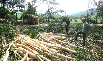 Méo mặt vì bỏ sắn, mía trồng keo