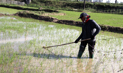 Nông dân Quảng Trị bủa ra đồng chăm sóc lúa xuân trong giá rét