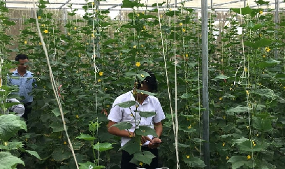 Giảm lệ thuộc giống rau nhập khẩu
