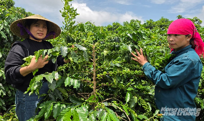 Cần ‘lực hấp dẫn’ với người trồng cà phê không gây mất rừng