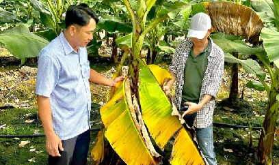 Phú Giáo hiện thực định hướng 'nâng niu cây trồng'