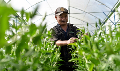 Gần 200 triệu cành hoa Đà Lạt phục vụ thị trường Tết Nguyên đán