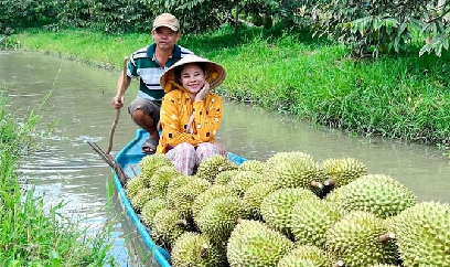 Xuất khẩu sầu riêng bùng nổ, nhắm mốc 3,5 tỷ USD
