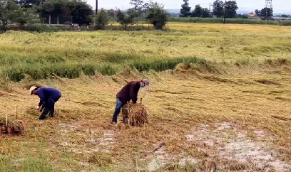 Tập trung thu hoạch lúa đông xuân bị ngã đổ