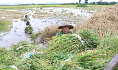 Khoảng 1.400ha cây trồng bị ngã, đổ, ngập nước do bão Noru