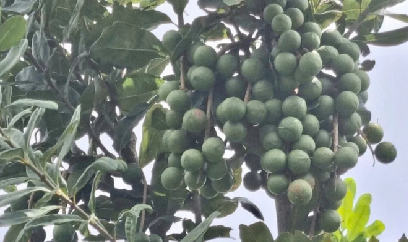 Mắc ca Lạng Sơn hướng tới thị trường quốc tế