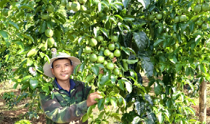 Chanh leo Việt Nam rộng cửa vào thị trường tỷ dân