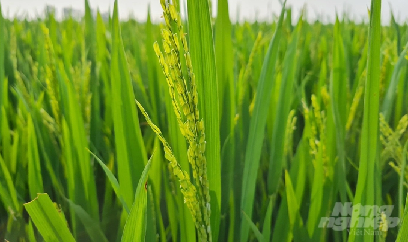 Đề phòng bệnh đạo ôn trên lúa xuân vùng Bắc Trung bộ