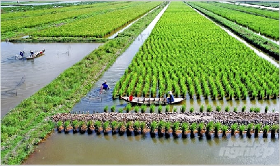 Niềm vui ngập tràn trên cánh đồng lúa - tôm