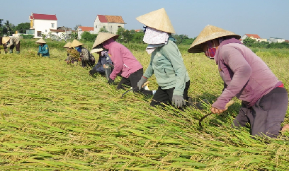 Trĩu lòng mùa 'gặt chạy'