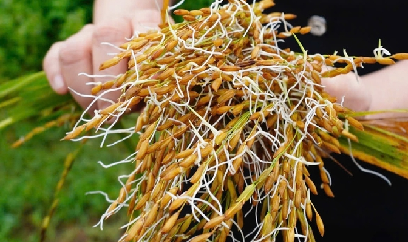 Lao vào trồng sắn, bất chấp bệnh khảm lá