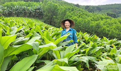 Đánh thức đồi cằn bằng cây nghệ nếp đỏ