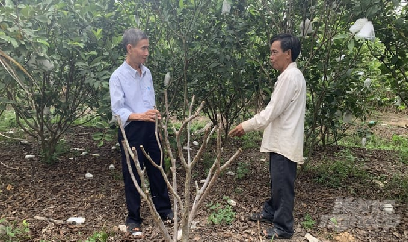 Nhiều vườn ổi bị chết do bệnh bướu rễ