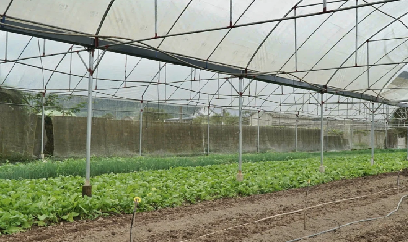 Xây vùng rau hàng hóa từ những nhà màng ở vùng cao
