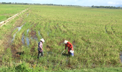Phú Yên: Nông dân xuống đồng sớm, chuẩn bị vụ đông xuân