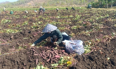 Khoai lang mất mùa, rớt giá: Bài học 'thấy người ăn khoai, vác mai đi đào'