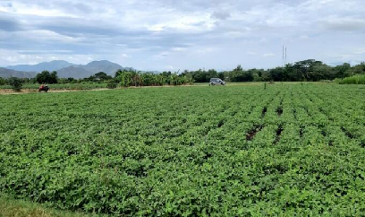 Trồng đậu phộng cho thu nhập gấp 2 - 3 lần lúa