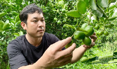 Chanh không hạt Trà Vinh chinh phục châu Âu