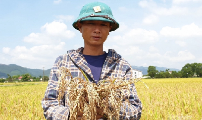 Thạch Hà (Hà Tĩnh): Nhiều nơi mất mùa nặng do đạo ôn cổ bông.