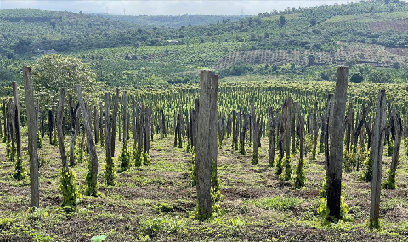 Giá hồ tiêu vừa tăng, nông dân Đắk Nông đã 'tăng tốc' mở rộng diện tích